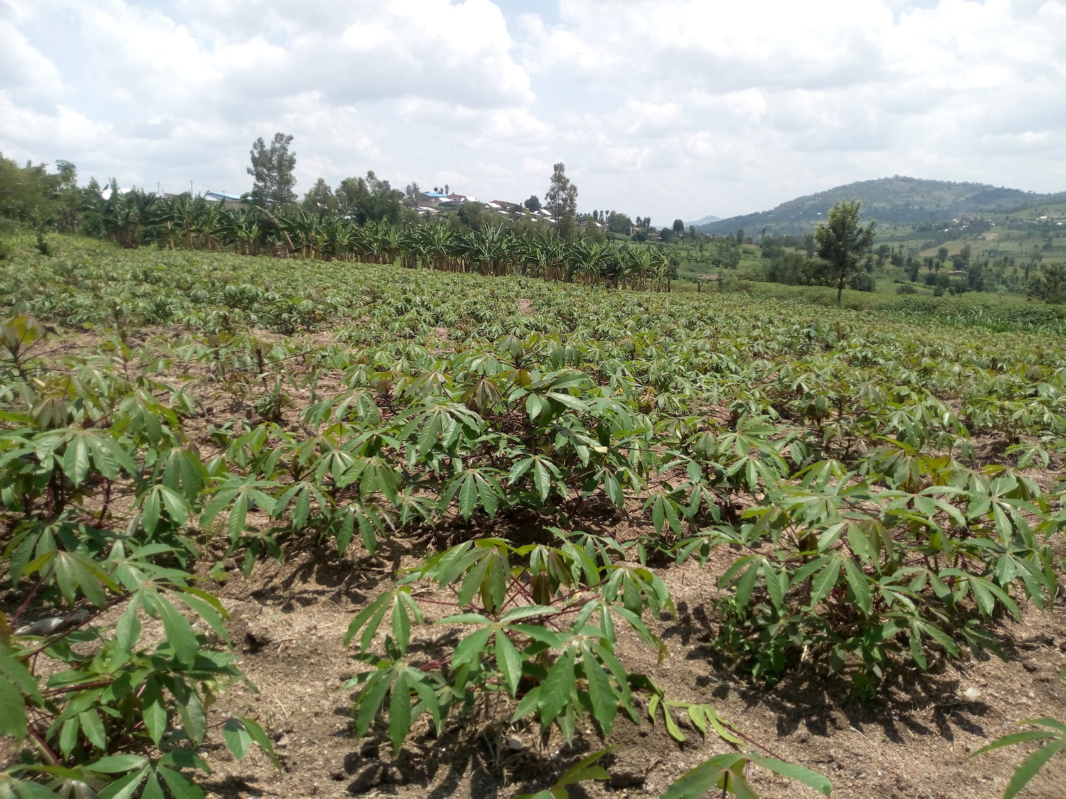 Researchers Assure Productivity Of Cassava Farming Amid Improved Seeds