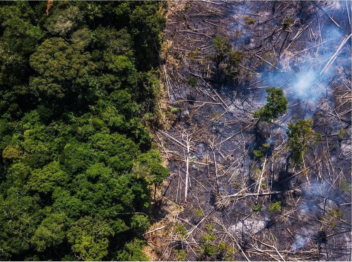 Protect forests and fight climate change, PACJA urges African