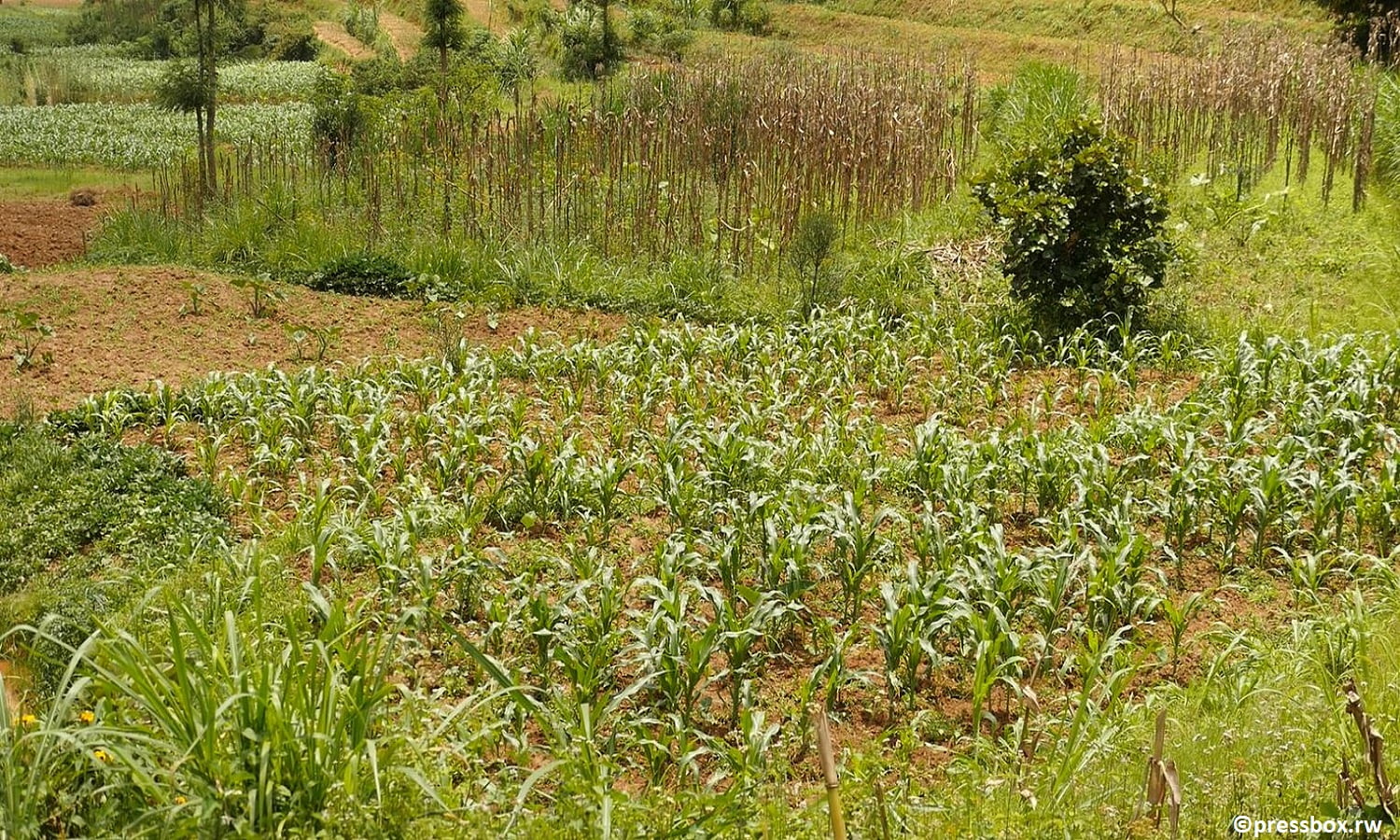 How Recently Developed Geoinformation Services Will Benefit Land Use In